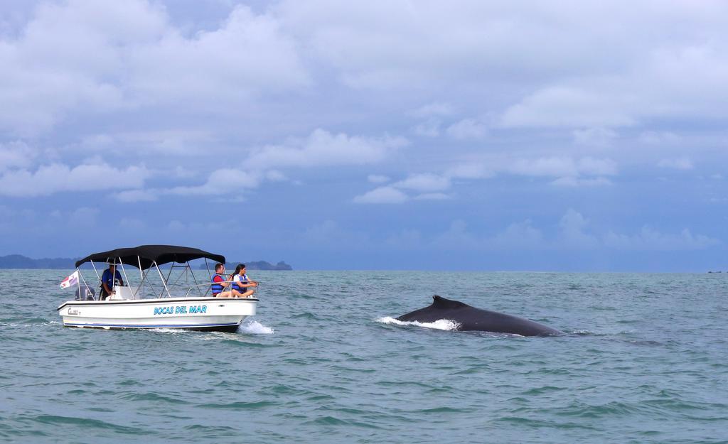 Готель Bocas Del Mar Бока-Чіка Екстер'єр фото